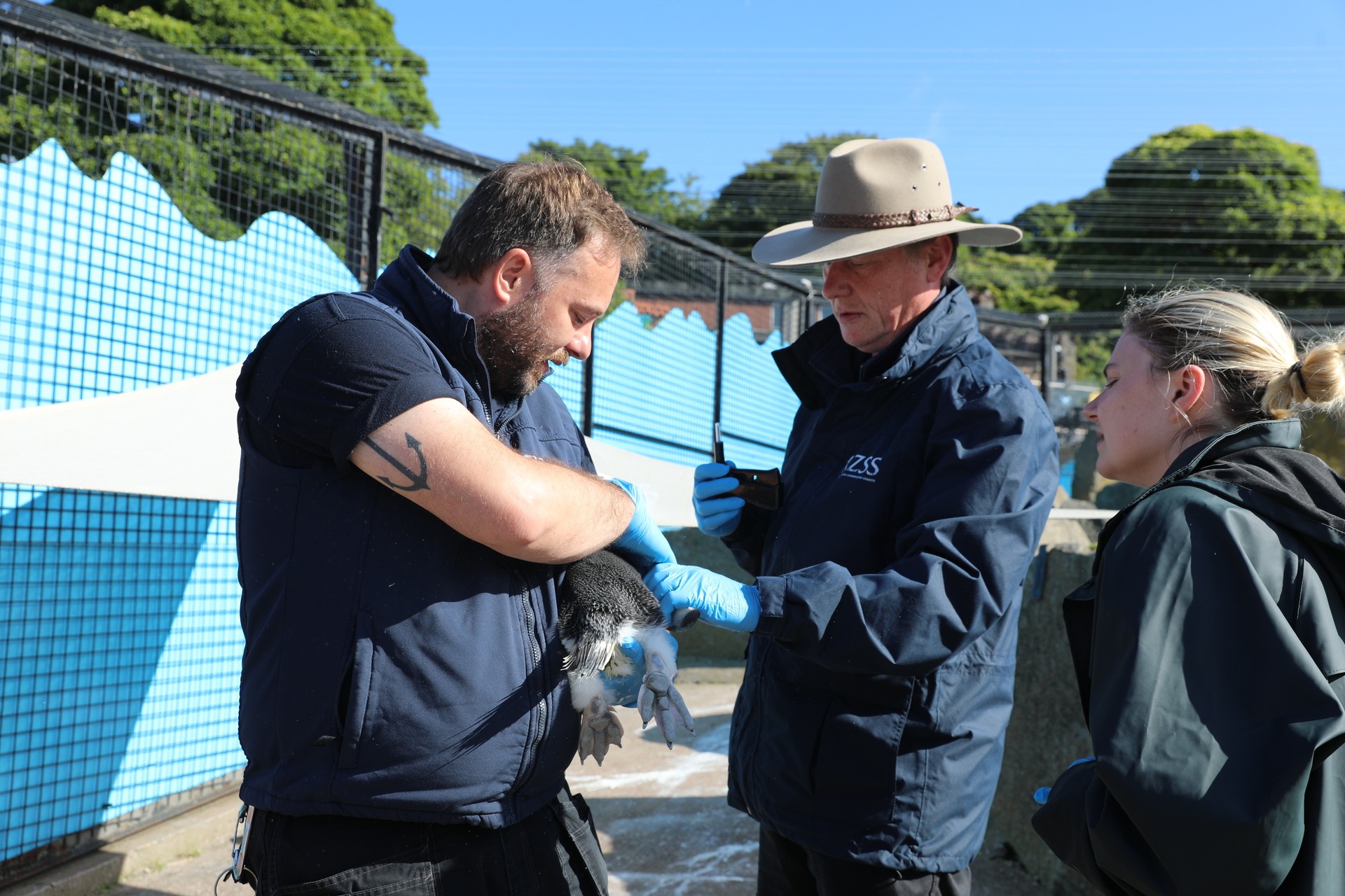 The work was carried out by vets and keepers, with help from two final-year students.