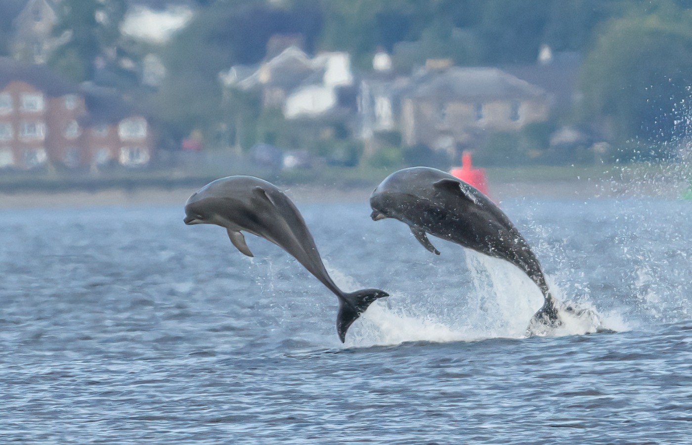 Dolphins breaching on River Clyde