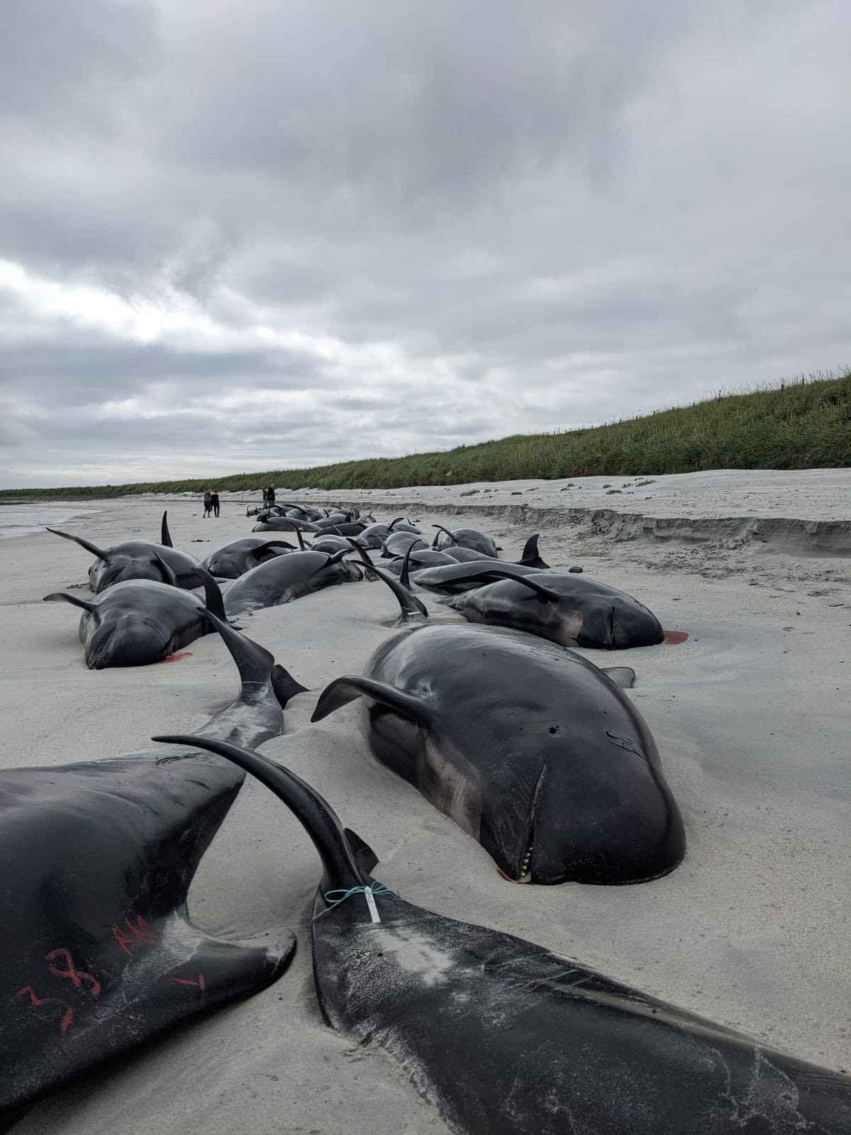 The Scottish Marine Animal Stranding Scheme responding to the mass stranding of 77 pilot whales on Sanday, Orkney.