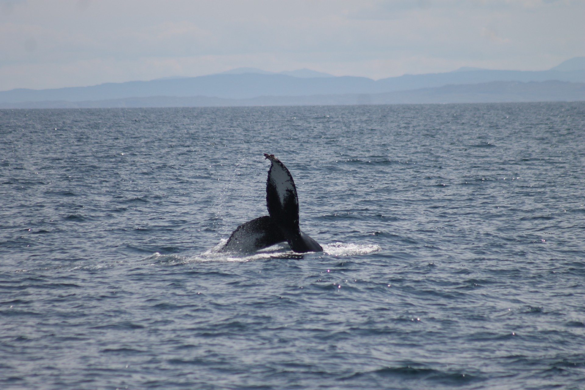 The humpback then put on a show for passengers by stopping metres from the ship's bow and evening swimming under the vessel.