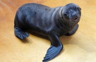 Blair Drummond Safari Park keepers’ joy as third sea lion pup is born within a year