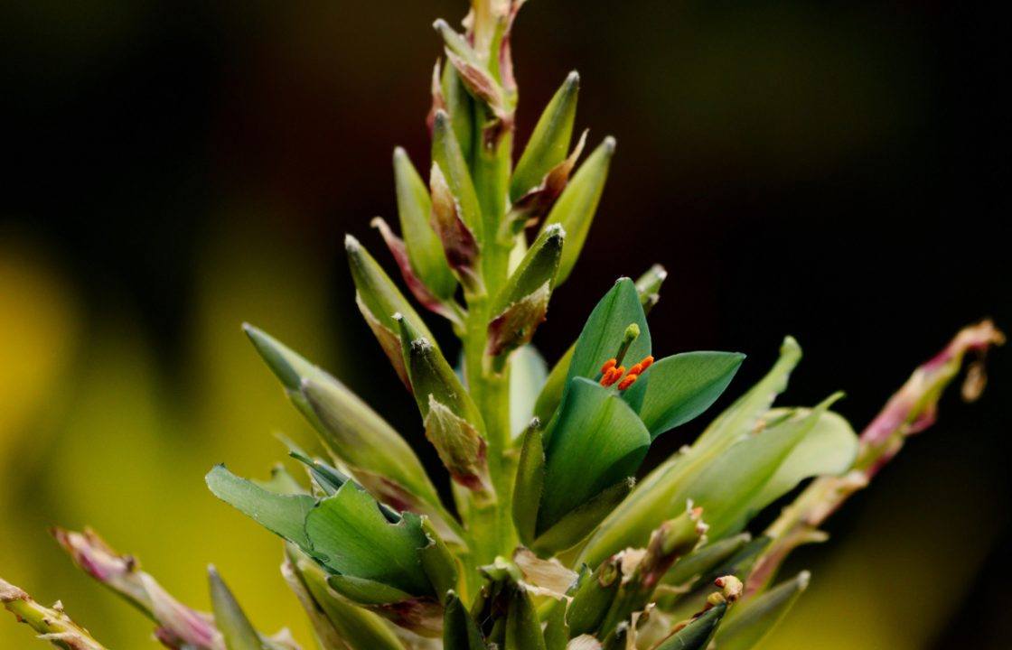 Rare ‘sapphire tower’ blooms outdoors in Scotland for first time at Logan Botanic Garden