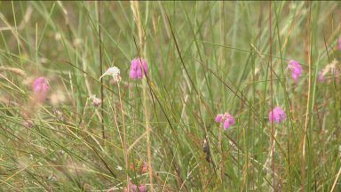 Scottish ministers under pressure to protect nature spots