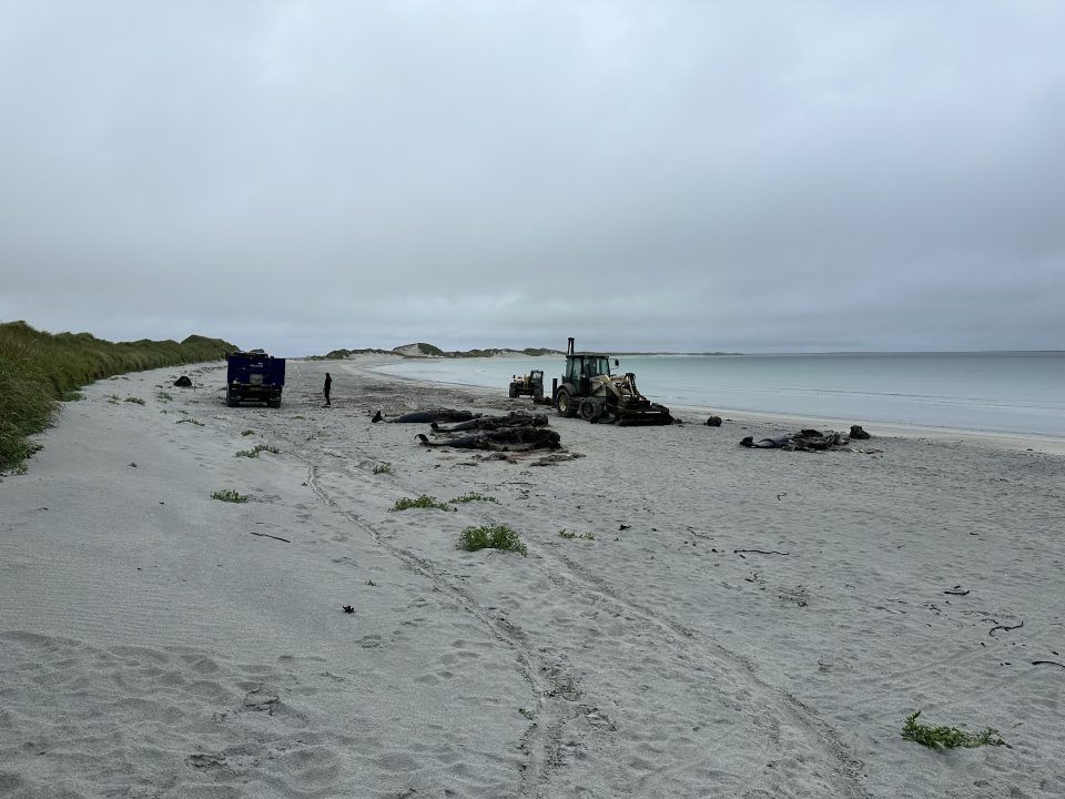 Burial operation for 77 whales under way after mass stranding on Orkney