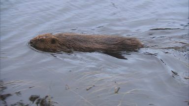 Beaver populations bounce 15 years on from reintroduction