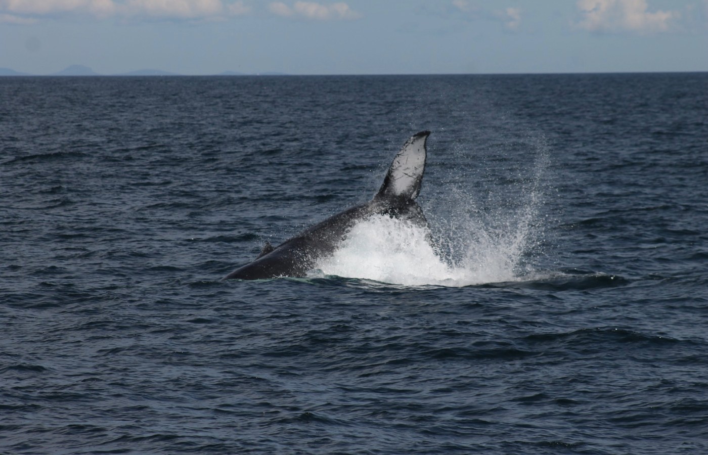 Two rare humpback whales spotted off Hebrides