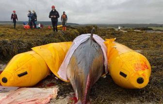 Young minke whale stranded on rocks dies after ‘dangerous’ rescue attempt in the Isle of Skye