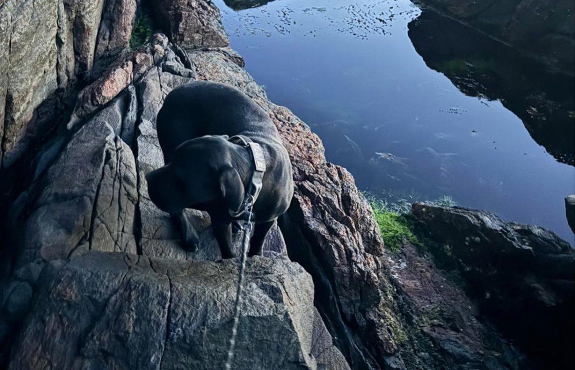 Dog missing for week ‘with only rainwater to survive’ rescued from cliff edge in Highlands