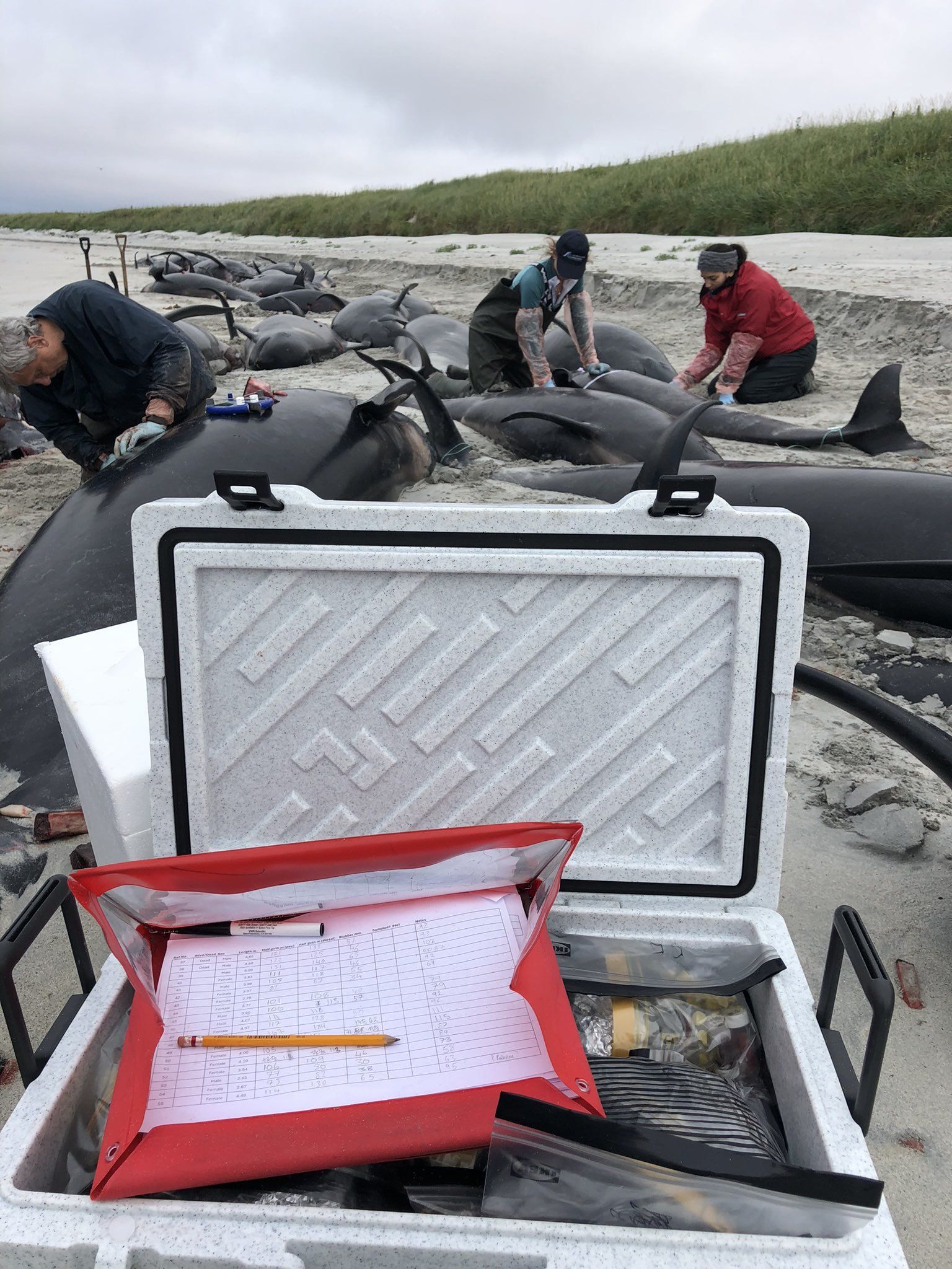 The Scottish Marine Animal Stranding Scheme responding to the mass stranding of 77 pilot whales on Sanday, Orkney.