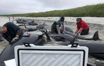 Investigation into Orkney mass whale stranding in amid search for burial sites