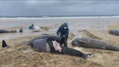 Specialists working to determine cause of whale stranding