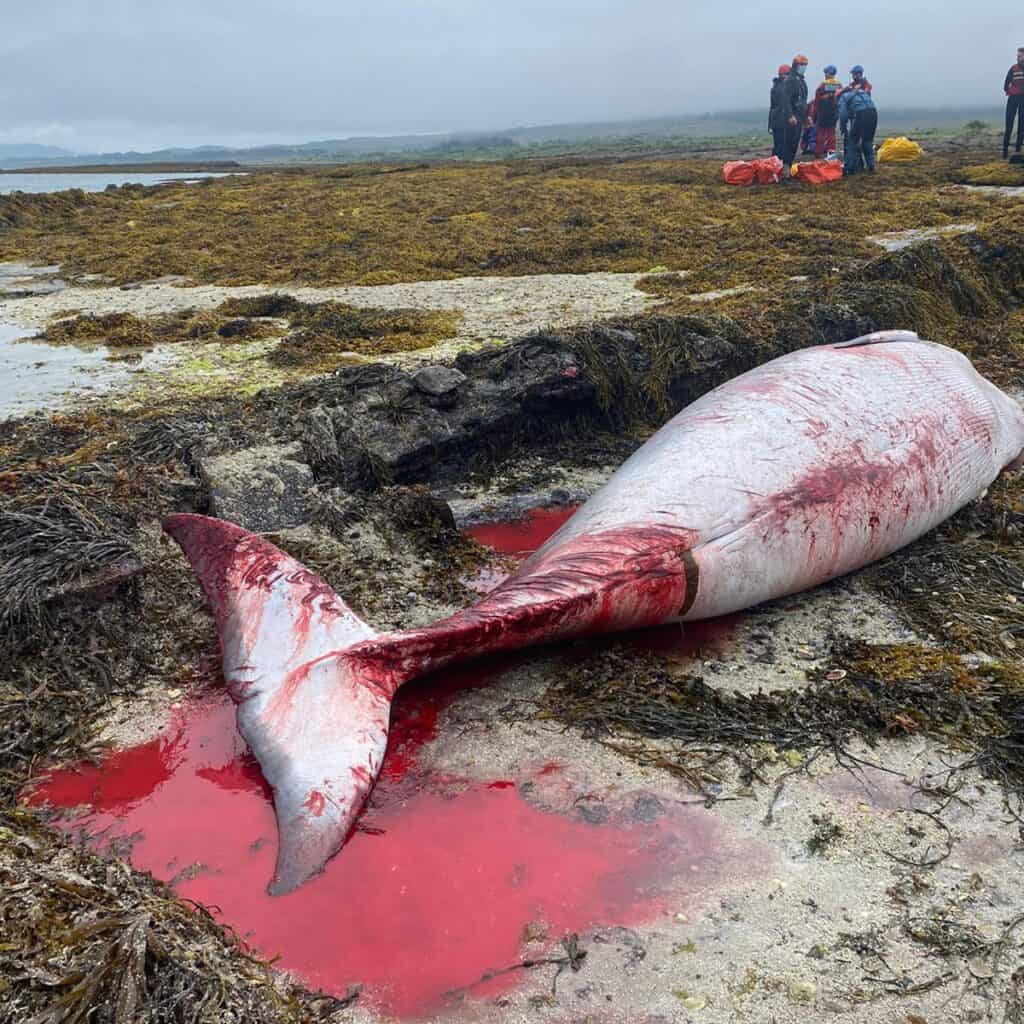 Medics realised the whale was bleeding from wounds she had obtained from scraping against rocks.