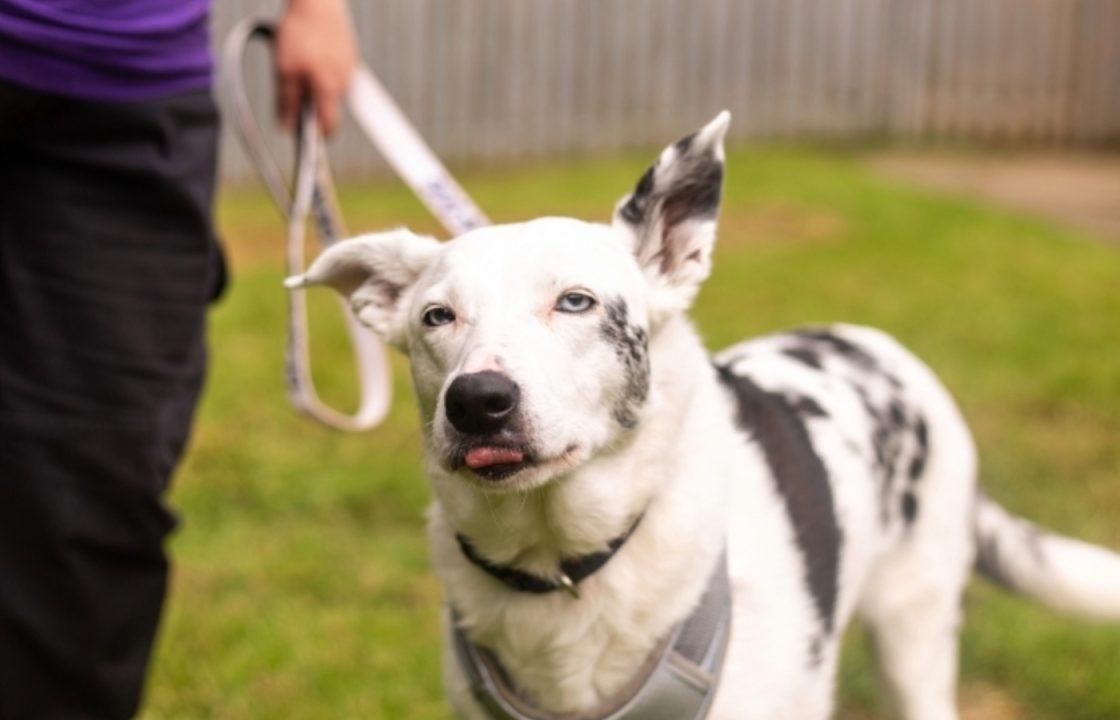 Deaf Border Collie ‘desperately’ seeking owner after two years at shelter in Lanarkshire