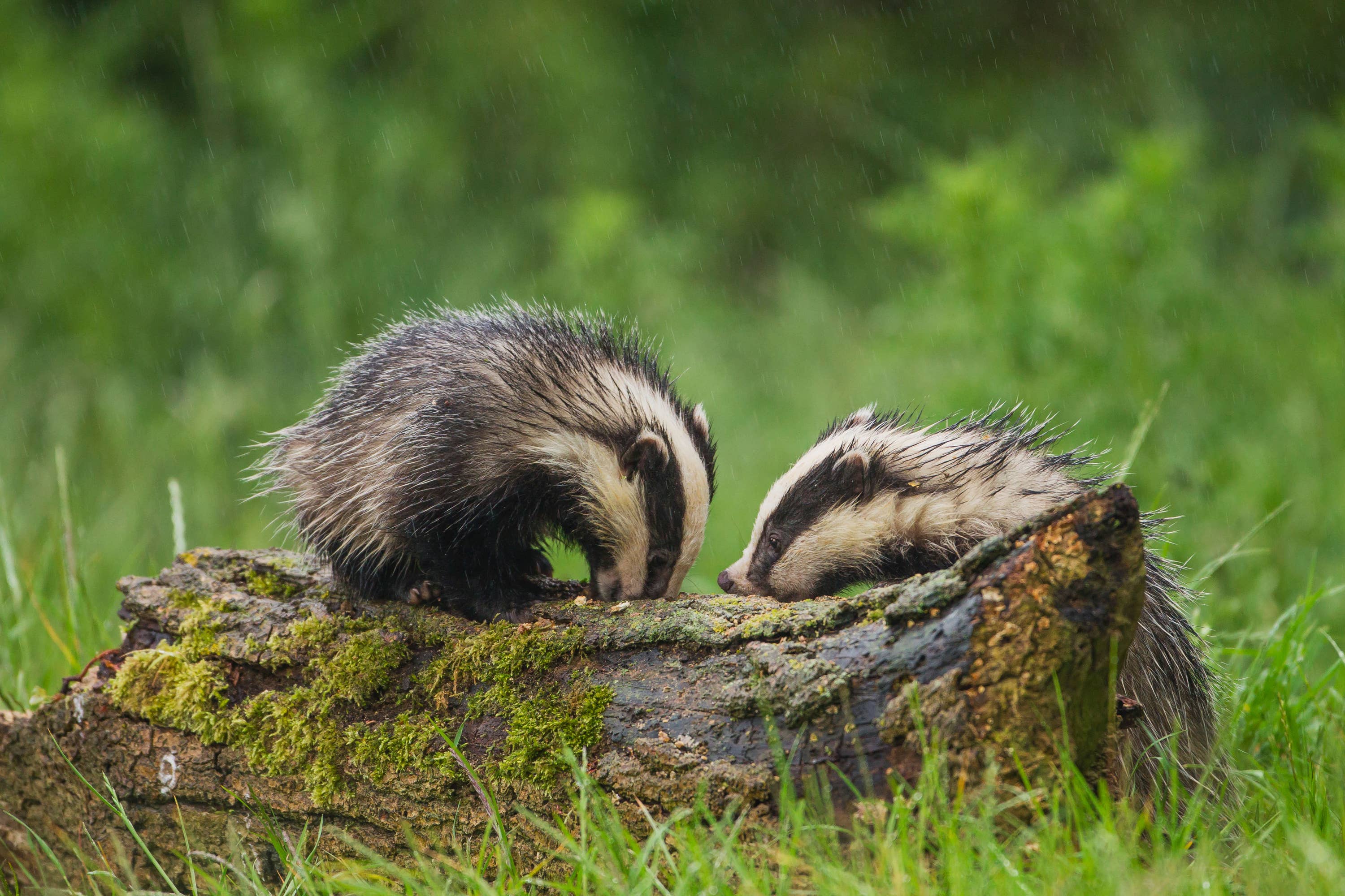 Badgers face illegal killing and harm despite their protected status.