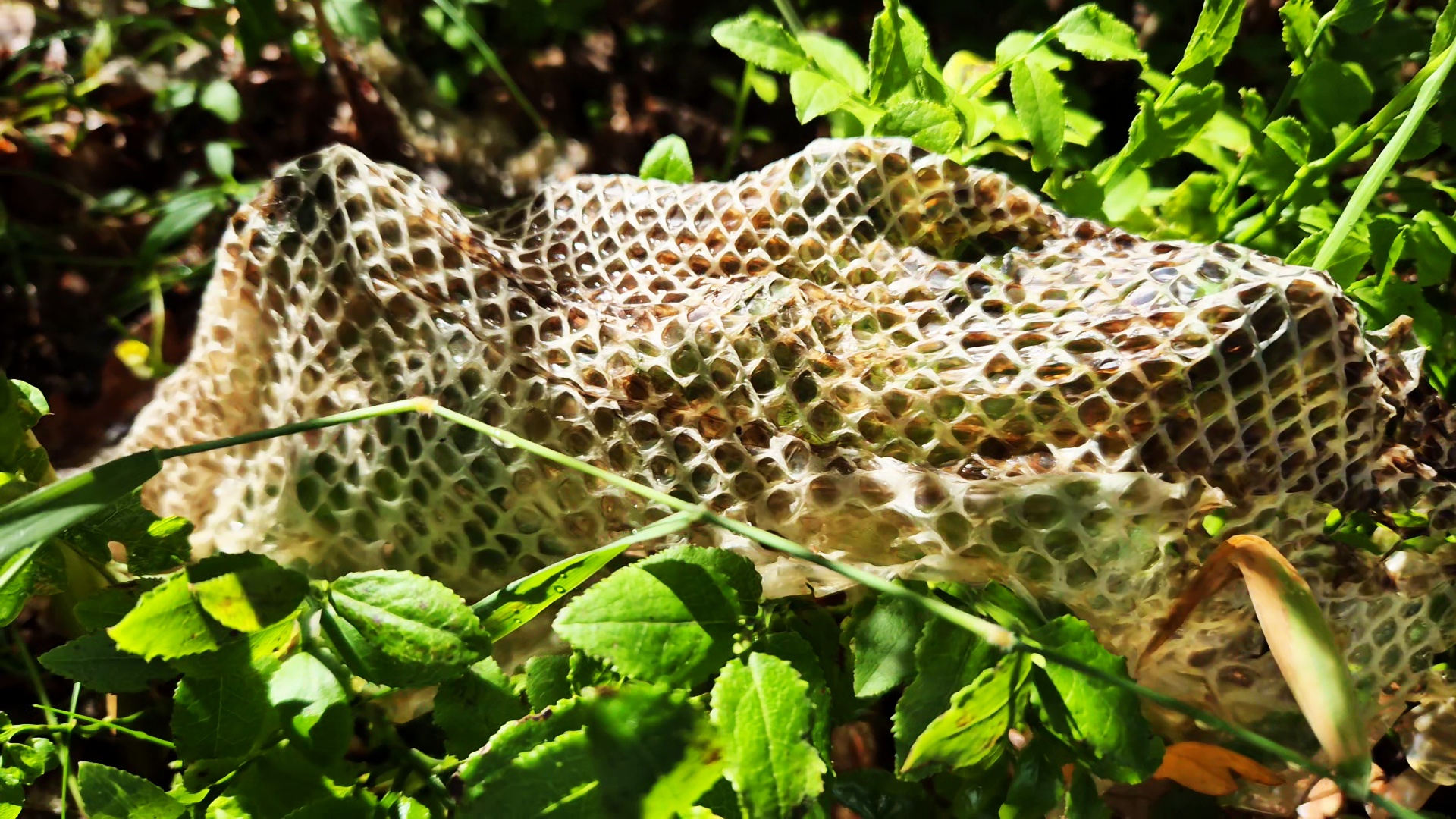 An eight foot shedded snake skin.