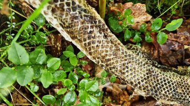 Giant snake ‘on the loose’ as man finds ‘eight foot skin’ on Loch Lomond 