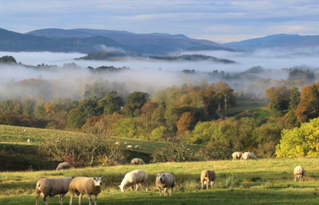 Perthshire farm uses social media in hunt for new shepherd