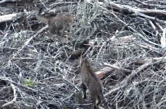 Unique Scottish wildcat footage captured thanks to thermal imaging