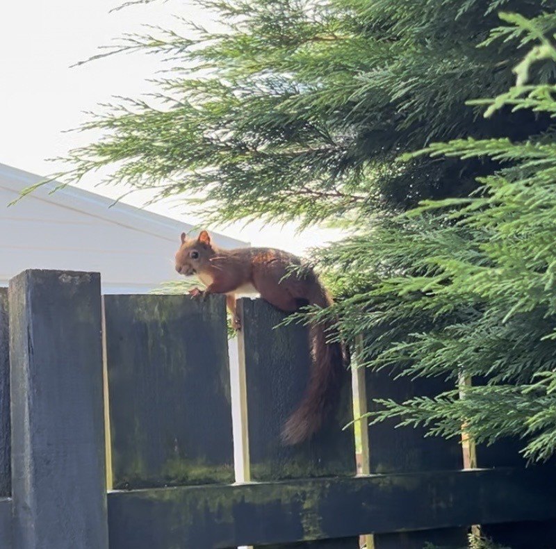 Red squirrel in Bishopbriggs 