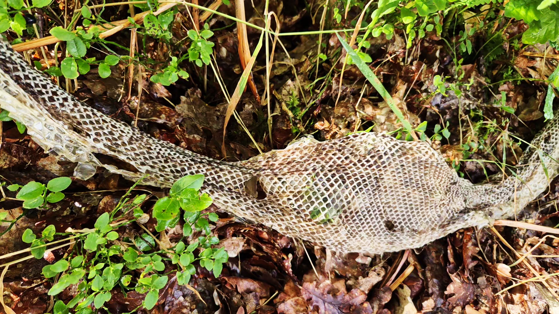 An eight foot shedded snake skin.