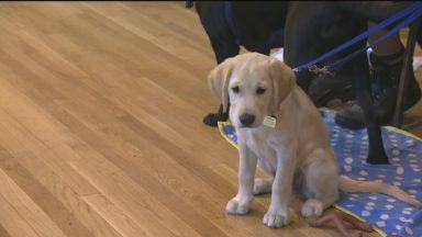 Charity appeals for volunteers to help train guide dog puppies