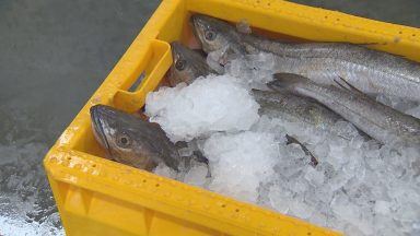 More investment needed in fishing industry, report finds