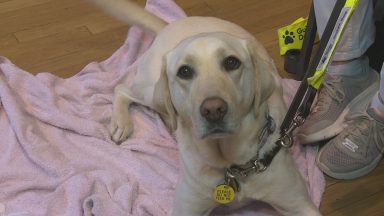 Appeal for volunteers to help young pups become guide dogs 