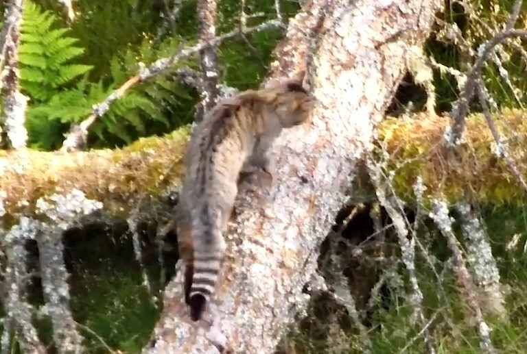 Forests managed to produce timber offer a mosaic of habitats that are ideal for wildcats.