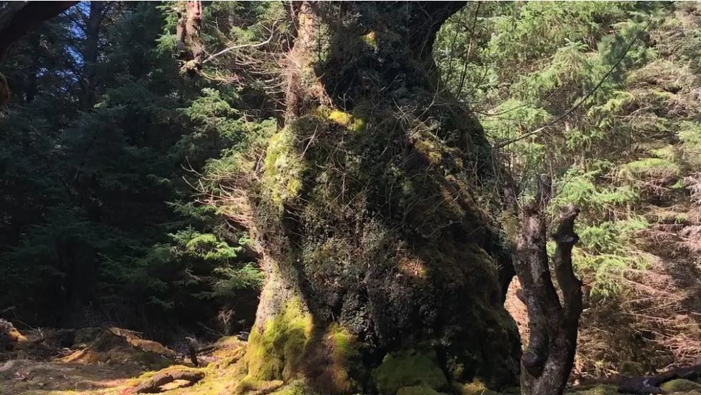 Celtic band Skipinnish to write song for ancient oak if it wins Tree of the Year award