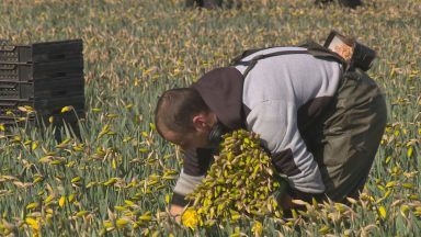 Montrose daffodil growers celebrate bumper year for sales