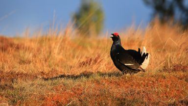 Highland black grouse numbers on rise thanks to habitat restoration