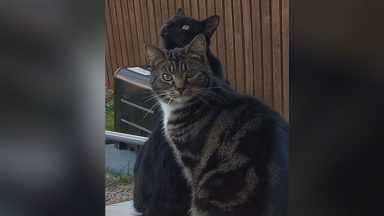 Police searching for cause of spate of cat deaths in Beauly