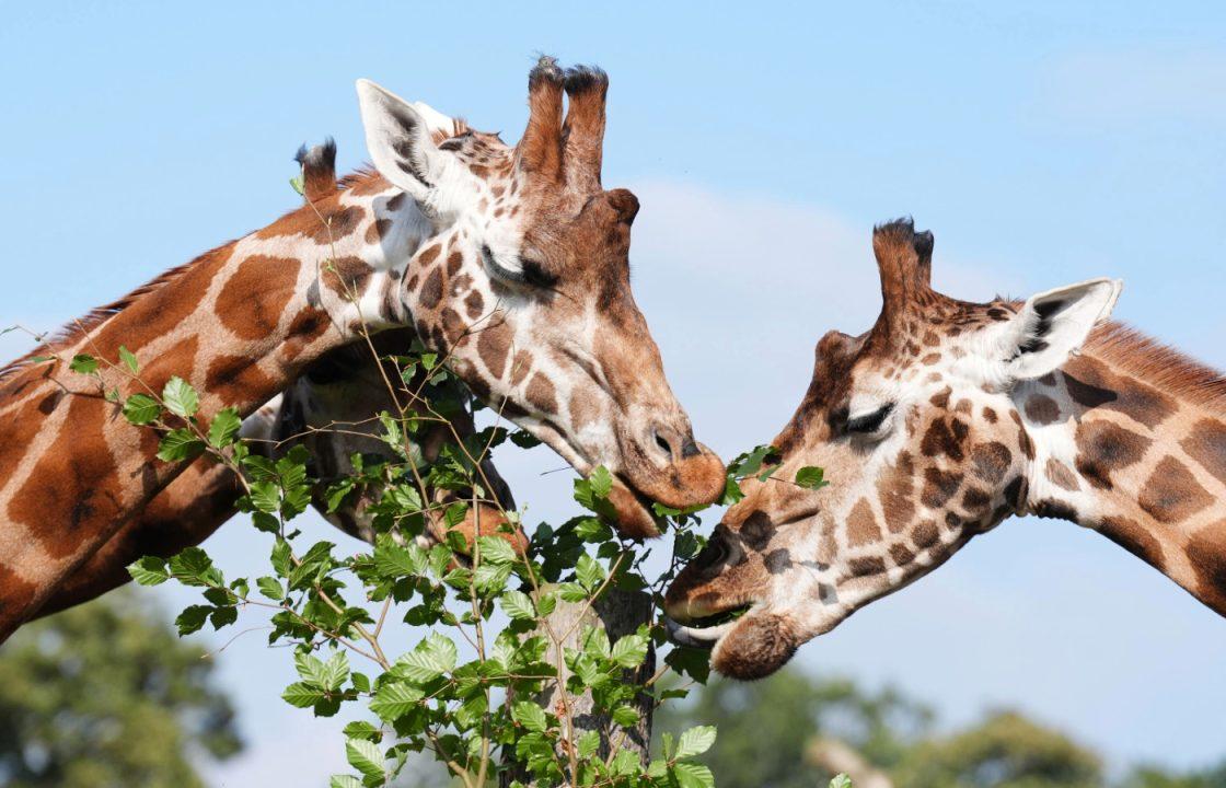 Safari park staff ‘delighted’ with progress of giraffes on training programme