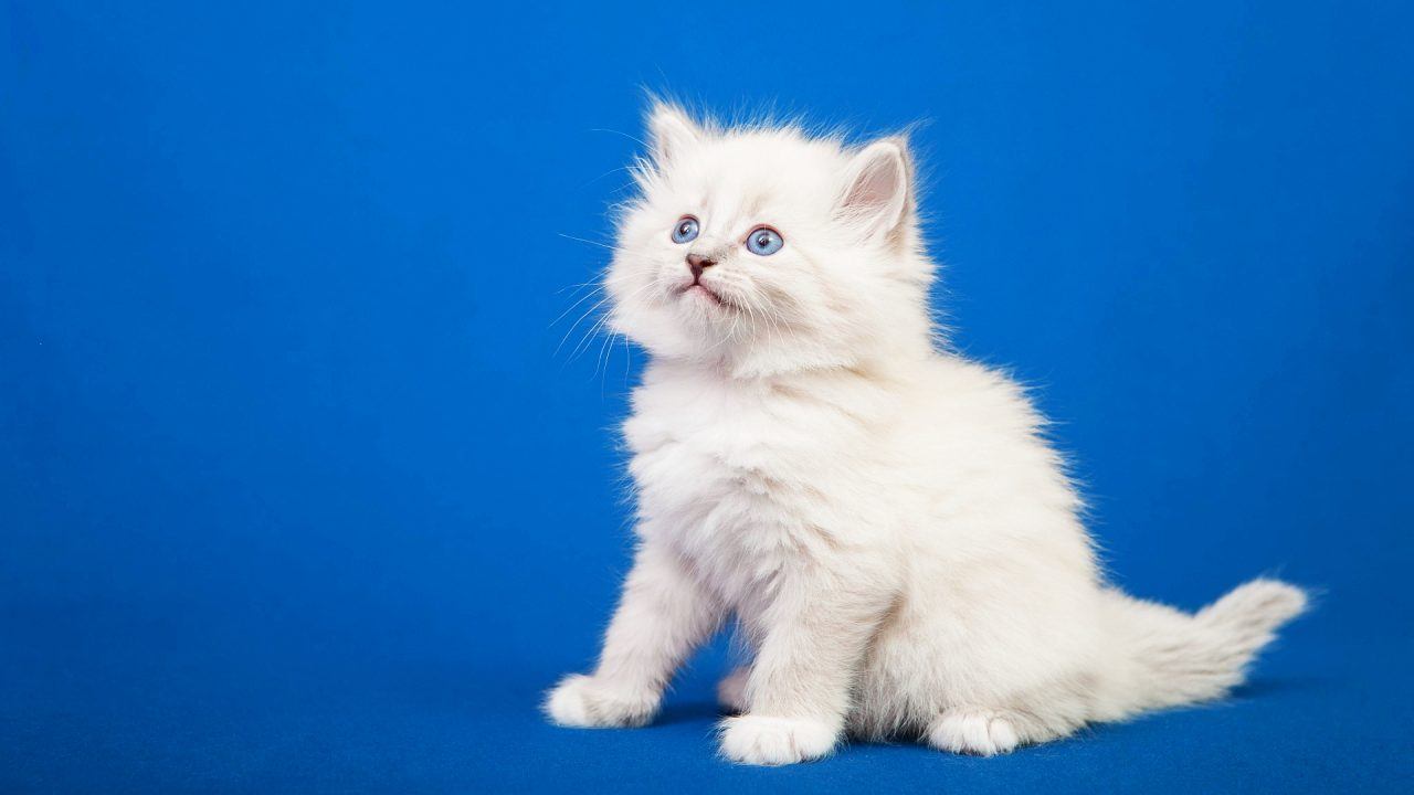 New kitten will join Starmer family in Downing Street, Prime Minister reveals