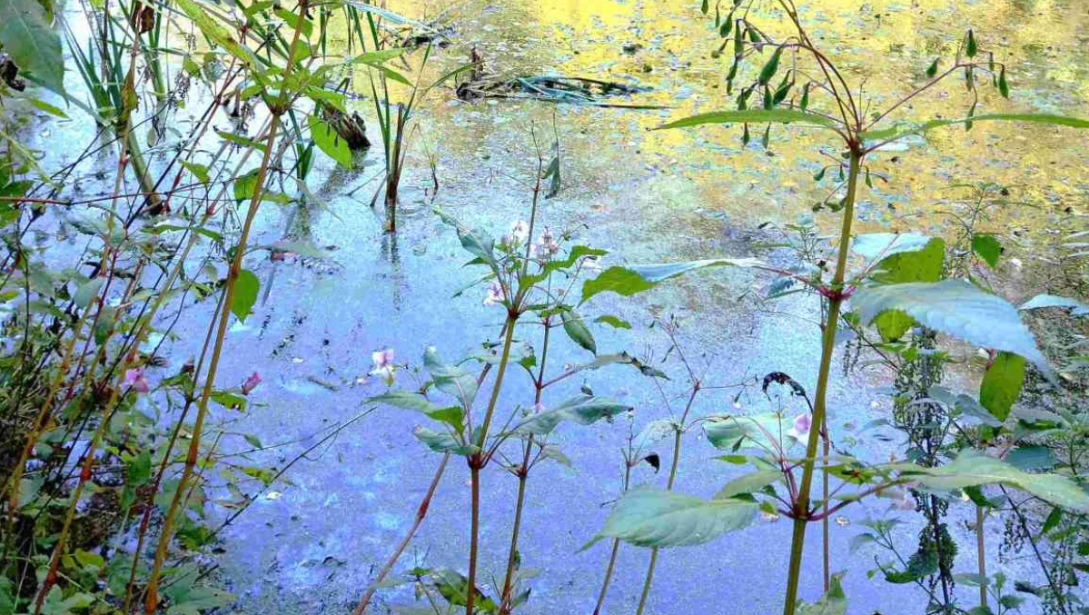 Warning issued to public and pet owners after toxic blue-green algae found in Falkirk pond