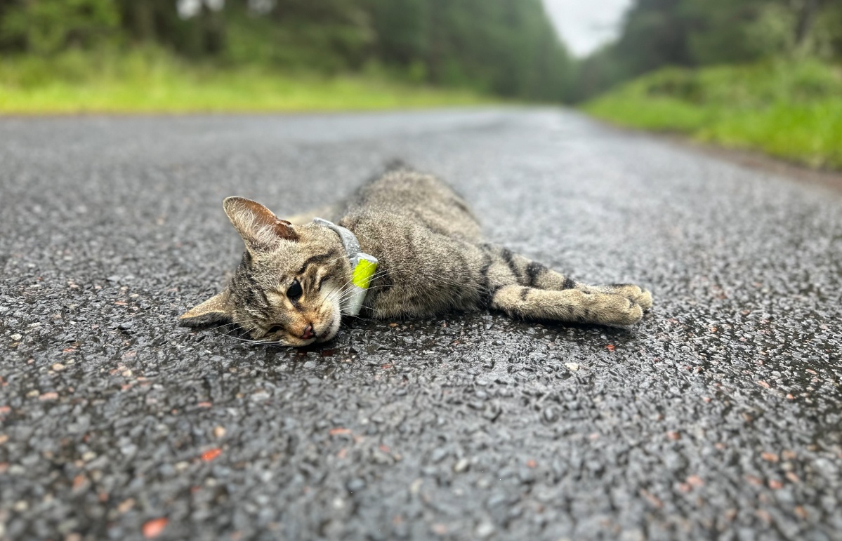 Midge was discovered after being knocked down on a road. 