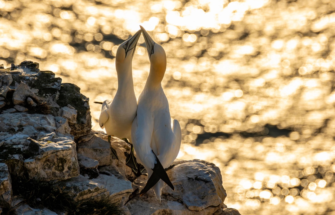 Nine of the 23 seabirds that make and raise their young in Scotland are on the red list.