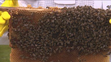 Glasgow schoolkids get up close and personal with bees in wildlife programme