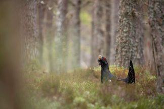 Emergency plan launched to save capercaillie in Cairngorms National Park