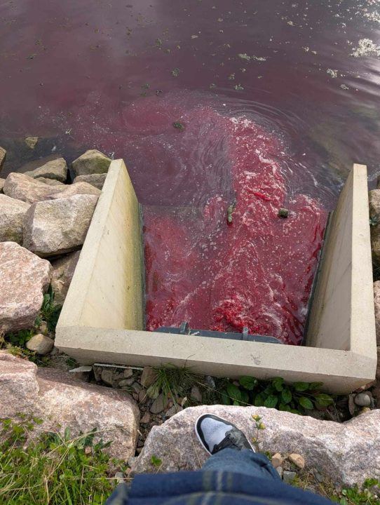 SEPA officers attend River Lochy after reports of ‘blood and fish scales’ in water