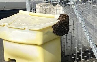 Swarm of bees makes ‘unauthorised landing’ at Edinburgh Airport