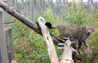 Two captive-bred wildcats found dead after release into Cairngorms National Park