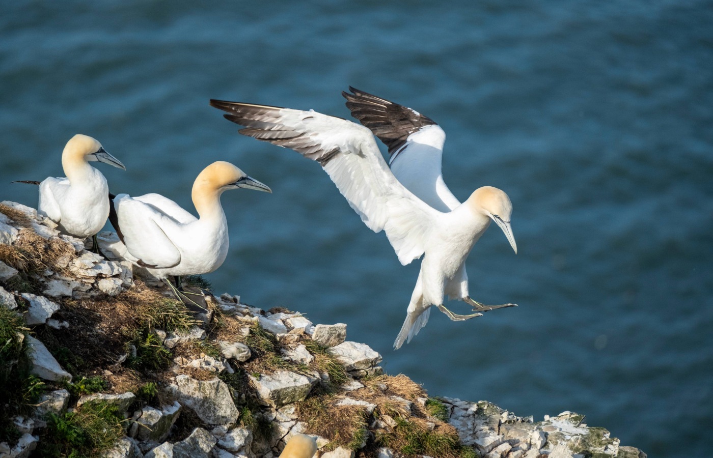 Northern gannet, Morus bassanus.