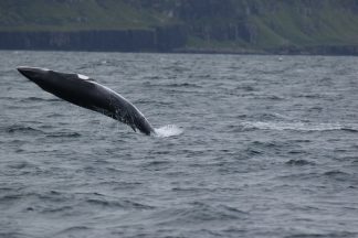 Record numbers of minke whales could be down to record low basking sharks, Hebrides study finds