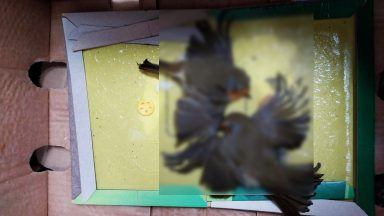 Two robins caught in deadly and illegal glue trap