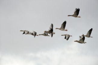 Scots asked to look out for geese with tracking collars as part of international project