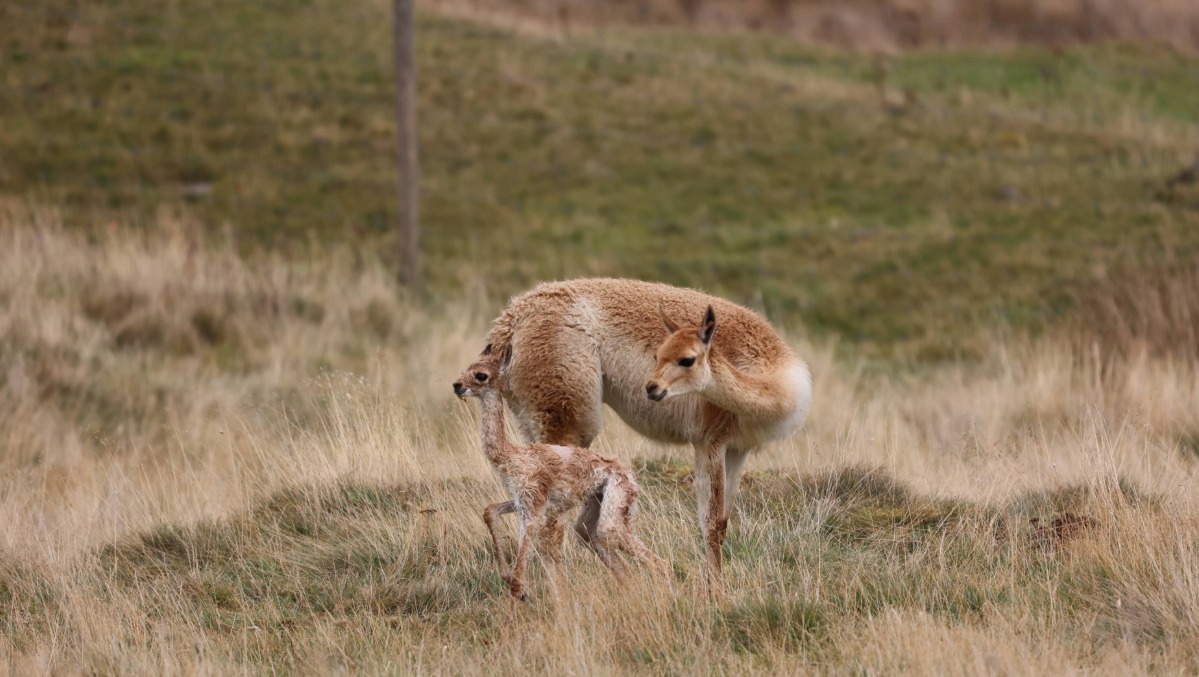 The cria is the first ever vicuna to be born at the park. 