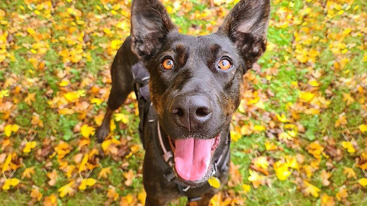 Dogs Trust ‘disappointed’ after Glasgow City Council refuses firework ban near rehoming centre