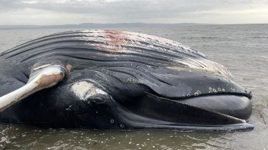 Two whales wash up dead on Scottish beaches after becoming ‘entangled in ropes’