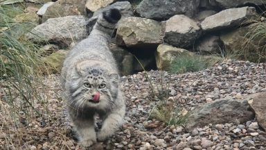 Edinburgh Zoo welcomes male Pallas’s cat as part of breeding programme to boost population